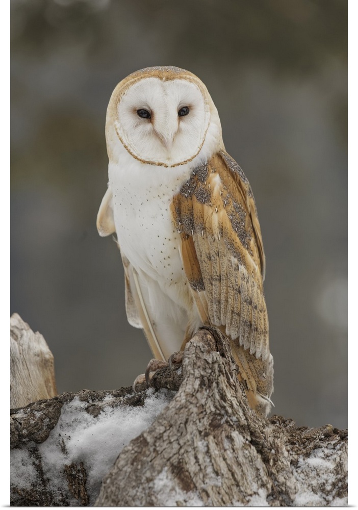 Barn owl, Tyto alba, controlled situation, Montana.