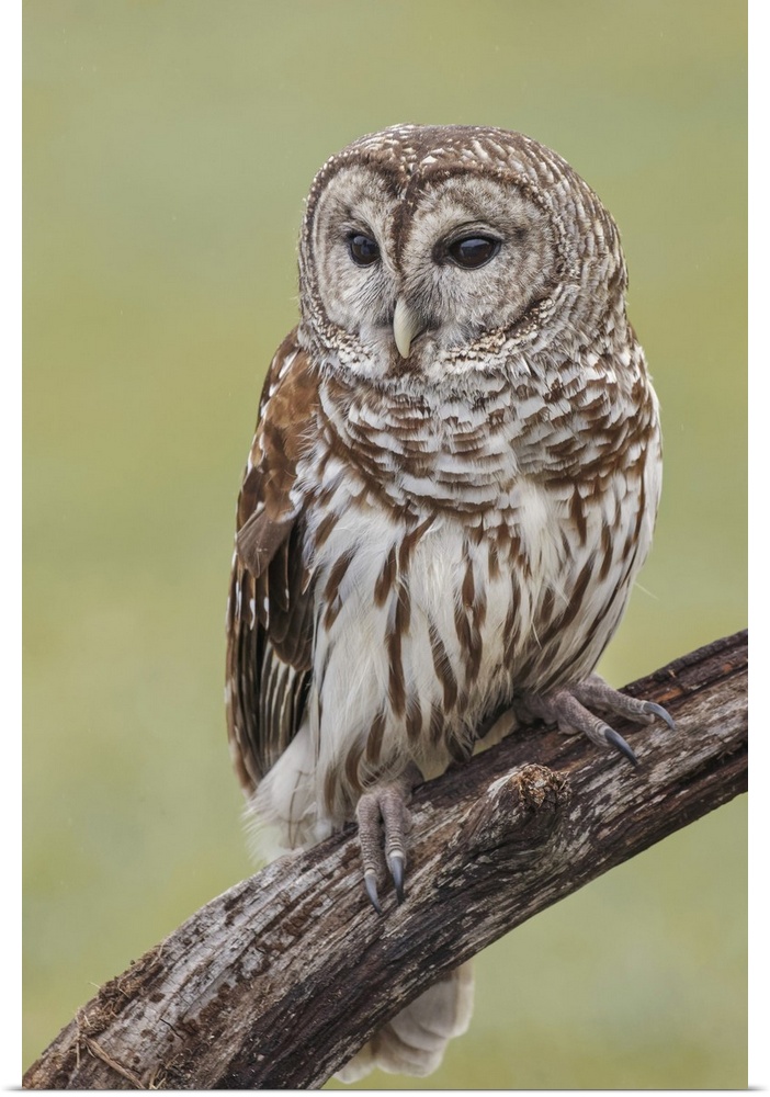 Barred owl, Strix varia, Florida. United States, Florida.
