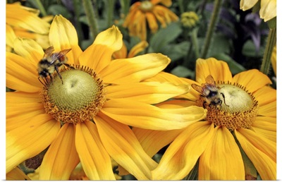 Bees on yellow flowers, Butchart Gardens, Victoria, British Columbia