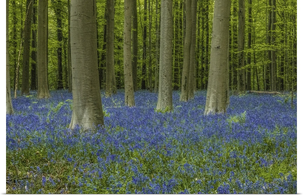 Belgium, Brussels. Hallerbos National Forest with spring bluebells.