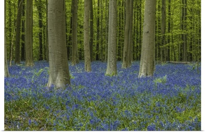 Belgium, Brussels, Hallerbos National Forest With Spring Bluebells