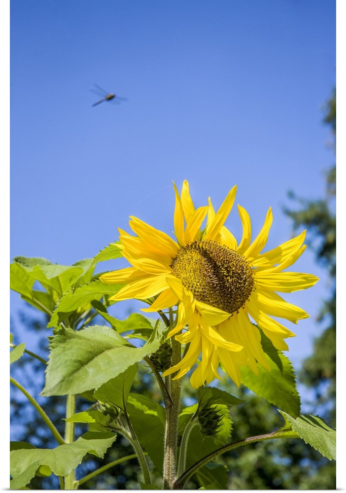Bellevue, Washington State, USA. Dragonfly in flight over sunflower plant on a sunny day. United States, Washington State.