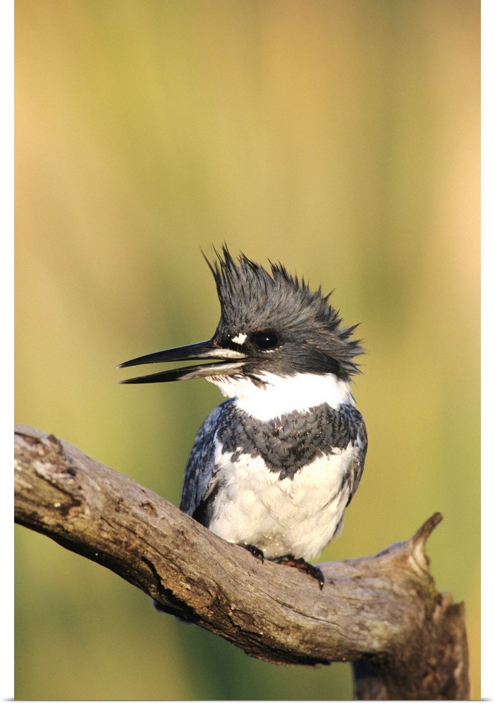 Belted Kingfisher, Megaceryle alcyon,male lcalling, Willacy County, Rio Grande Valley, Texas, USA, May 2004