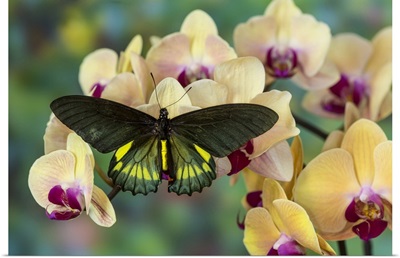 Belus Swallowtail Butterfly, Battus belus Cochabamba, on orchids