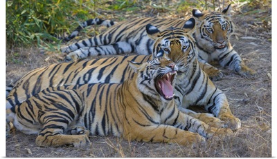 Bengal Tigers, Bandhavgarh National Park, India