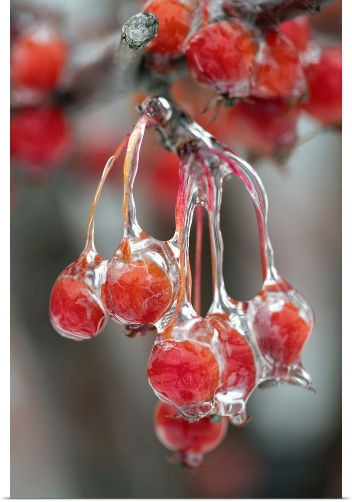 Berries in ice, Louisville, Kentucky