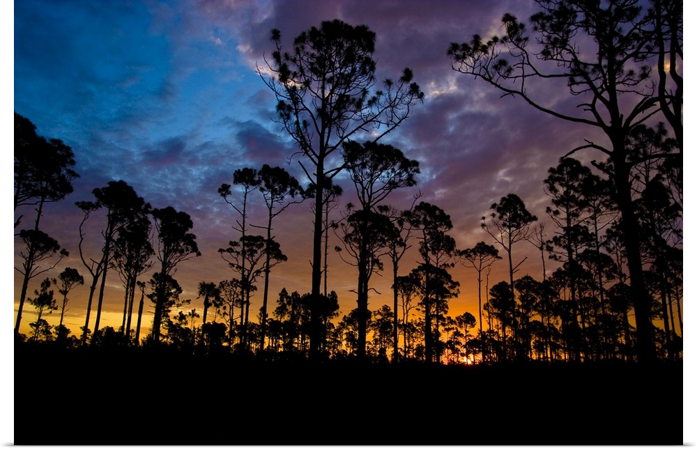 The rising sun silhouettes the slash pine trees in the foreground, looking east into the Big Cypress National Preserve; pa...