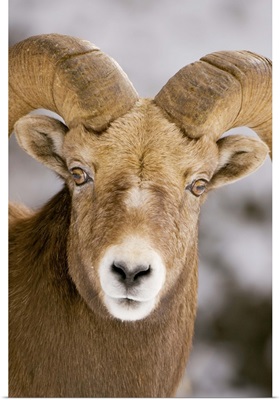Bighorn sheep, Maligne Canyon, Jasper National Park, Alberta, Rocky Mountains