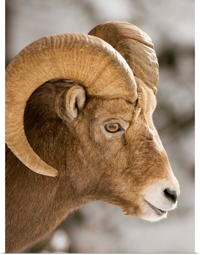 Bighorn sheep, Ovis canadensis, Maligne Canyon, Jasper National Park, Alberta, Rocky Mountains