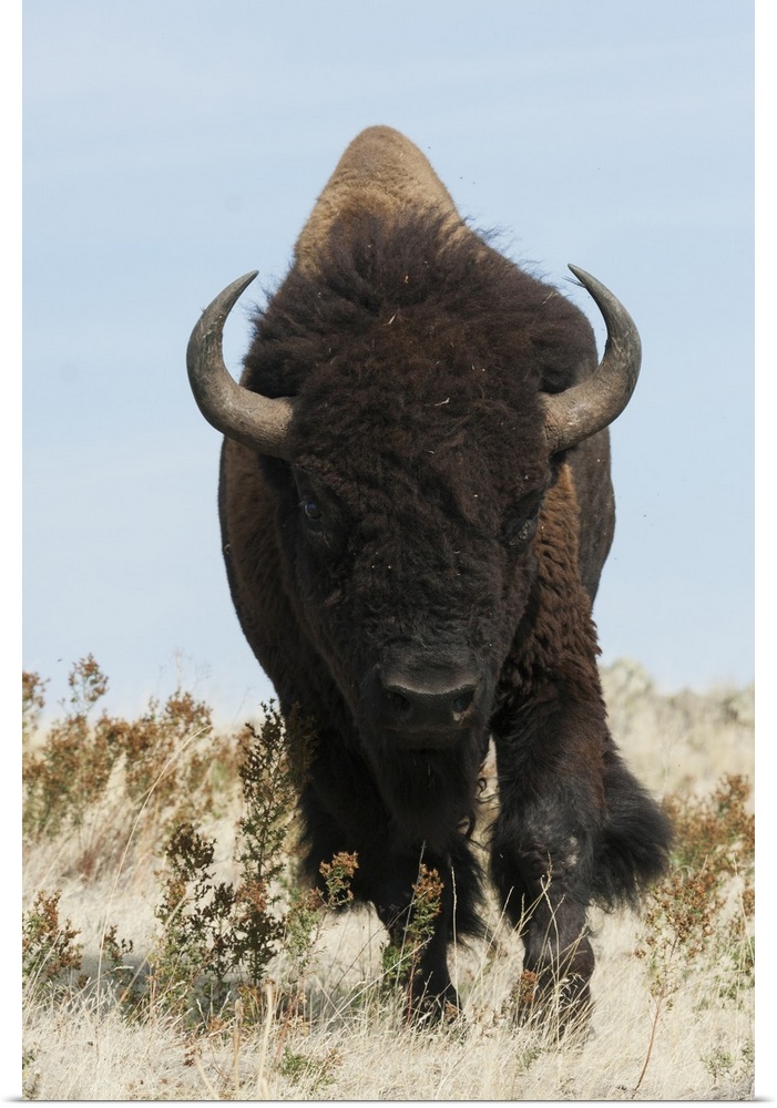 Bison bull on the move.