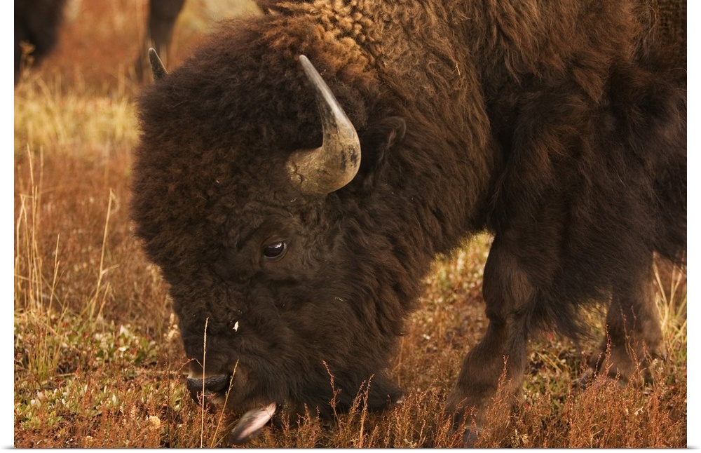 Bison grazing, Grand Teton National Park, Wyoming.