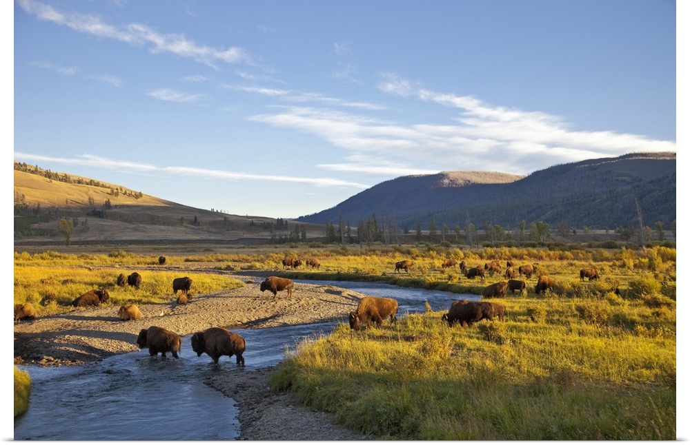 Bison herd in the Lamar Valley of Yellowstone National Park in Wyoming.