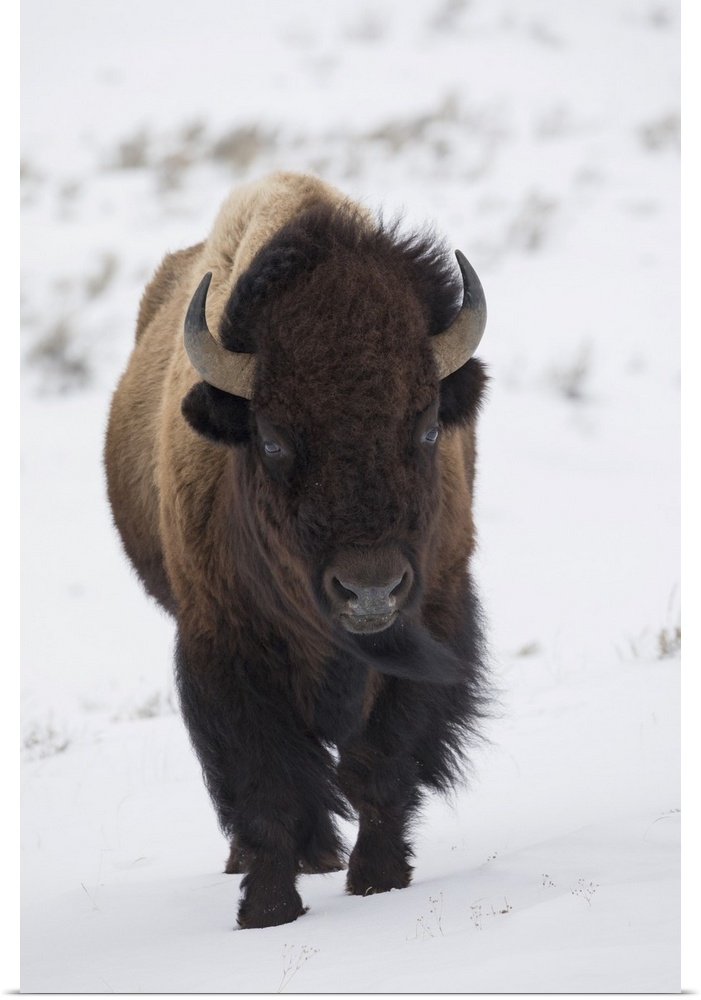 Bison Winter Bull