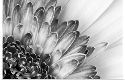 Black and white close-up of a flower showing petal detail
