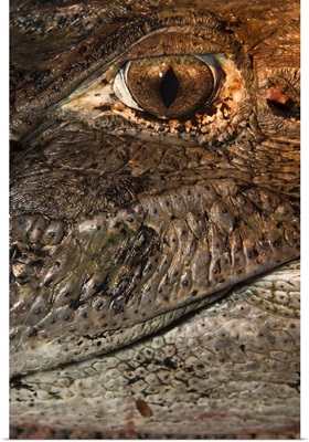 Black Caiman eye, Yupukari, Rupununi, Guyana