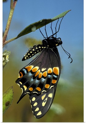 Black Swallowtail from chrysalis
