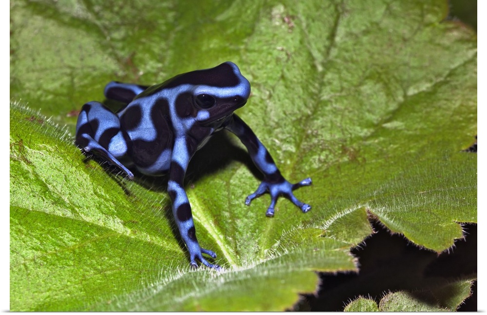 Blue Black Auratus, native to Costa Rica, D. auratus