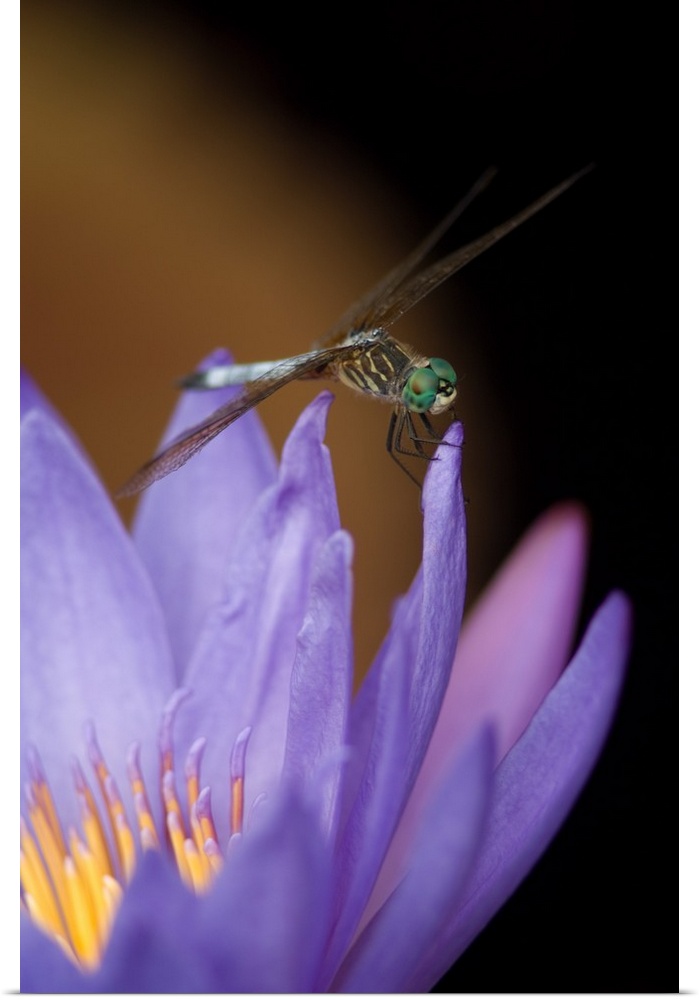 United States, DC, Washington, Kenilworth Aquatic Gardens.Blue dasher dragonfly on purple tropical water lily with yellow ...
