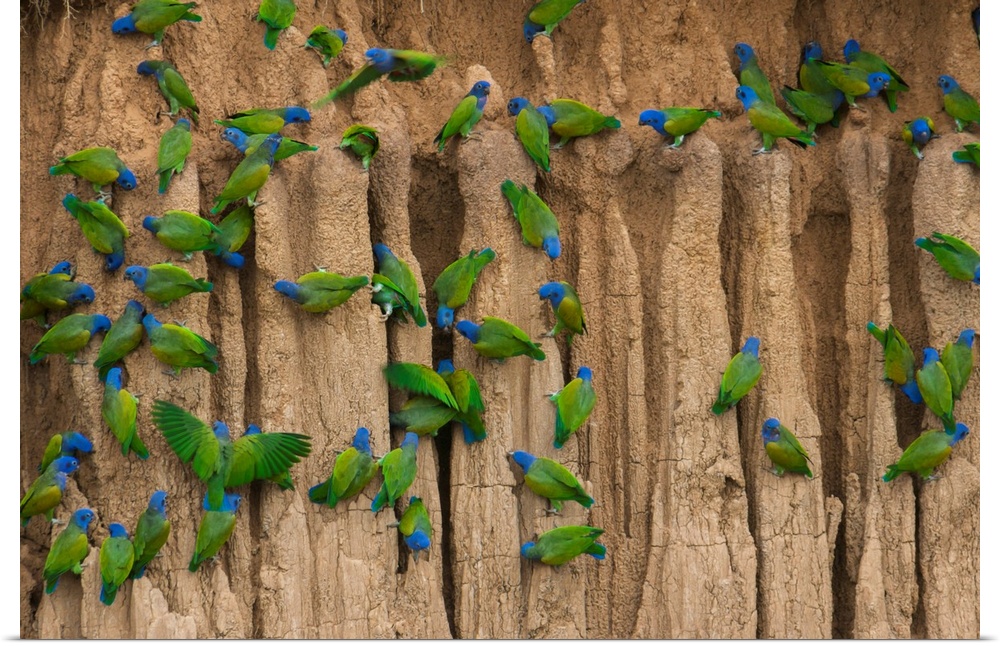 A group of blue-headed parrots cling to the vertical, clay cliffs that line the Manu River in Peru's Amazon Basin. The noi...