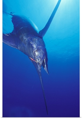 Blue Marlin 549 pounds hooked near Kona, Big Island, Hawaii