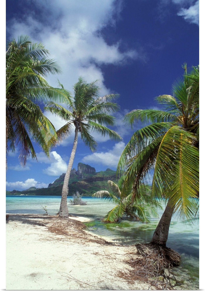 Bora Bora, French Polynesia, Palm trees at shore.