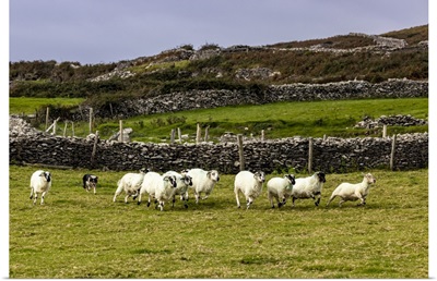 Border Collie Named Captain Herding Sheep At Famine Cottages Near Dingle, Ireland