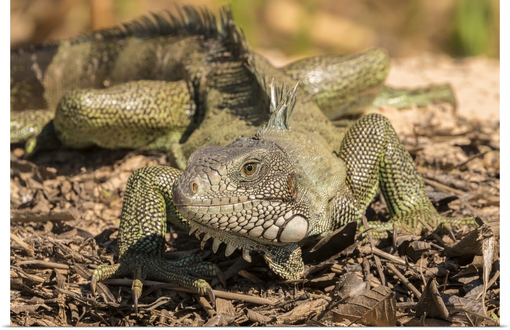 Brazil, Pantanal. Green iguana.