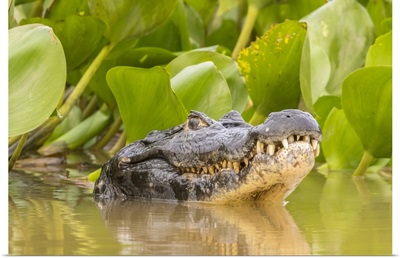 Brazil, Pantanal, Jacare Caiman Reptile In Water