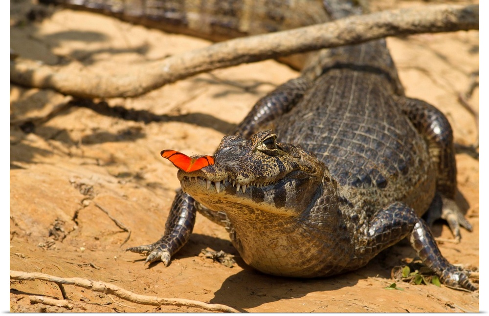 Matto Grosso, Pantanal, Brazil, South America, Spectacled Caiman (Caiman crocodilus), with butterfly.