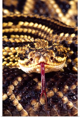 Brazilian Rattlesnake, Crotalus durissus dryinus, Native to Guyana, Ssurinam, Brazil