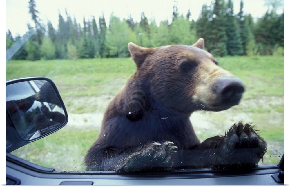 Canada, British Columbia, Black Bear (Ursus americanus) looks in camper window near Mt. Robson National Park