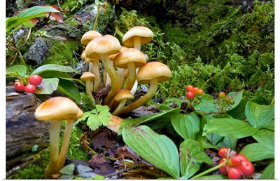 British Columbia, Bowron Lakes Provincial Park, Bunchberry and mushrooms