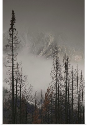 British Columbia, Kootenay National Park, First Snow on Trees by Stanley Mountain