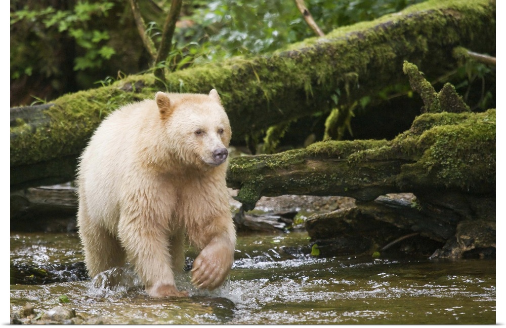 Canada, British Columbia, Princess Royal Island. Spirit Bear, a white variety of the black bear. Credit as: Don Paulson / ...