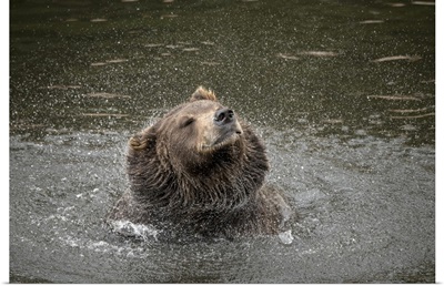 Brown Bear At Fortress Of The Bear, A Rescue Center In Sitka, Shakes Off Water