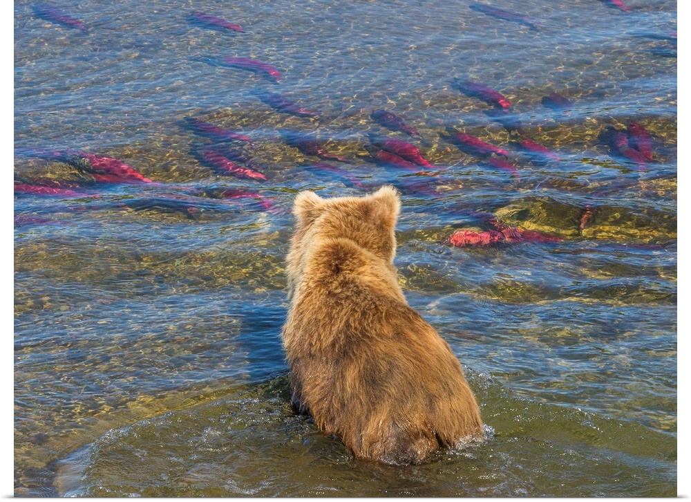 Brown bear fishing in shallow waters, Katmai National Park, Alaska, USA.