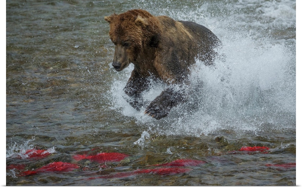 Brown bear fishing, Katmai National Park, Alaska, USA.