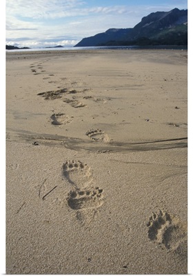 Brown bear footprints, Katmai National Park, Alaskan peninsula