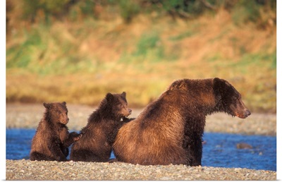 Brown Bear, Grizzly Bear,  Sow With Cubs, Katmai National Park, Alaskan Peninsula