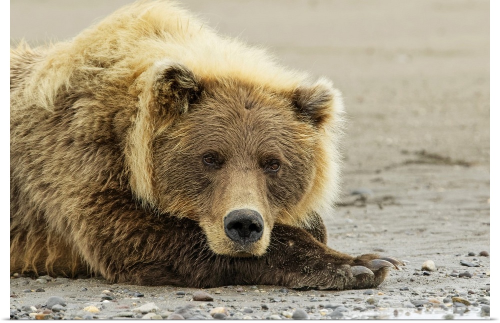 Brown bear resting on the beach, silver salmon creek, Lake Clark national park, Alaska.