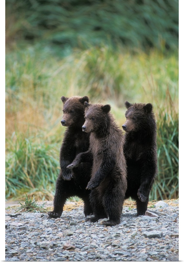 Brown bears (Ursus arctos, aka Grizzly bears, Ursus horribils), three spring cubs standing next to each other, Katmai Nati...