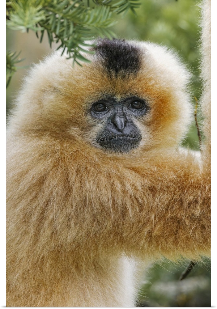 Buff-cheeked Gibbon, native to Laos, Vietnam, Cambodia. Asia, Vietnam.