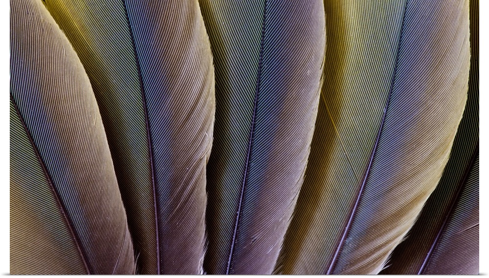Buffon's Macaw feather design.