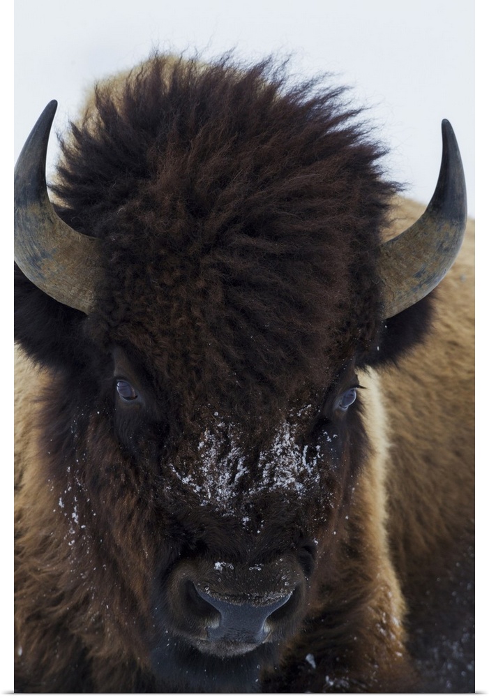 Bull bison.