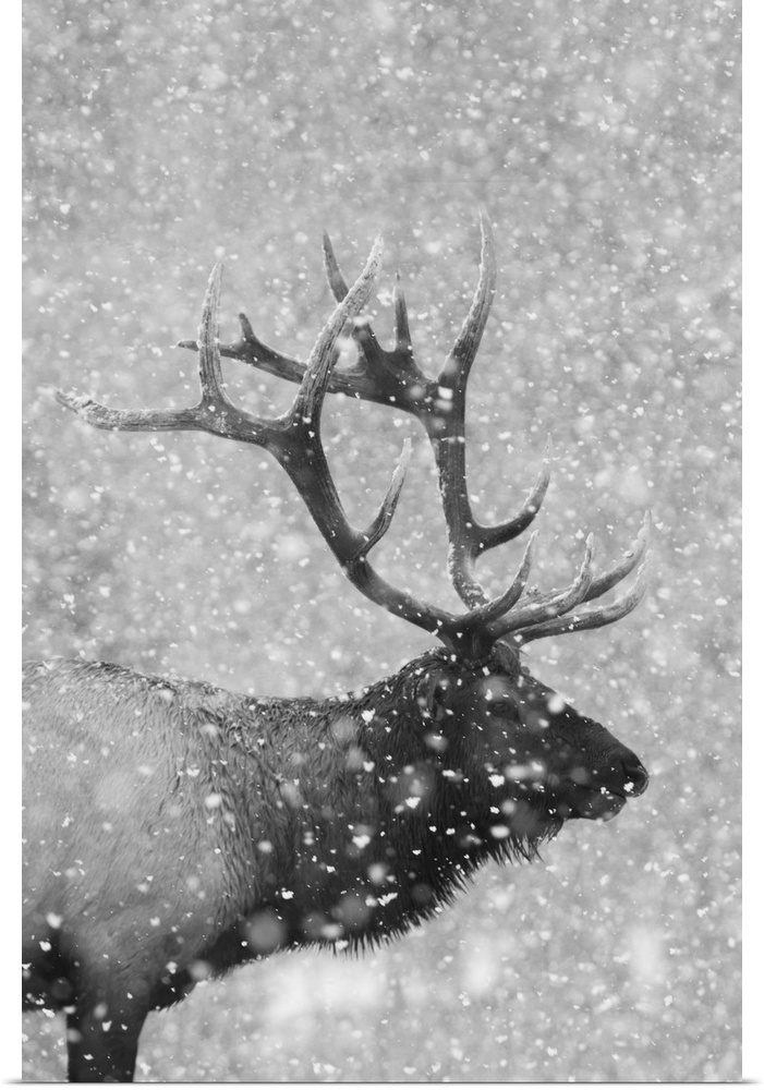 Bull elk, autumn snow.