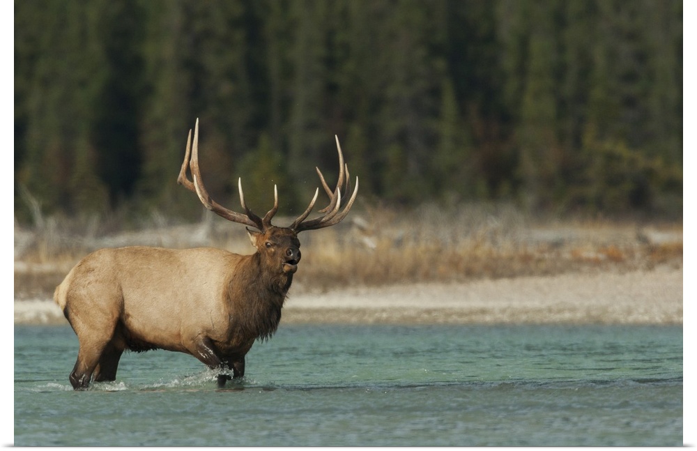 Bull elk bugling. Nature, Fauna.