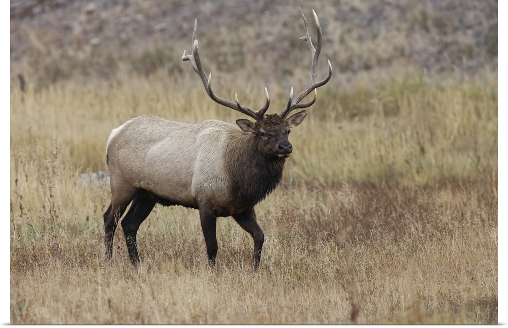 Bull elk or wapiti in meadow, Yellowstone National Park, Wyoming. United States, Wyoming.