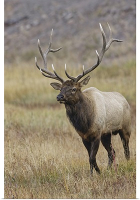 Bull Elk Or Wapiti In Meadow, Yellowstone National Park, Wyoming