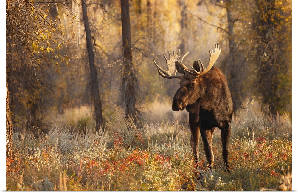 Bull moose in autumn, Grand Teton National Park, Wyoming. United States, Wyoming.