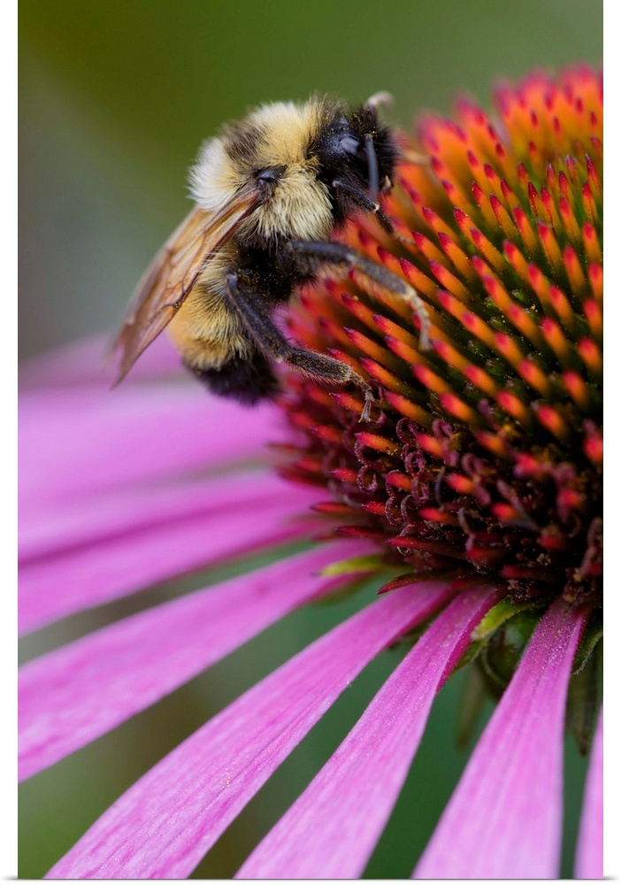 Bumble bee on aster, New Hampshire, Bombus sp.